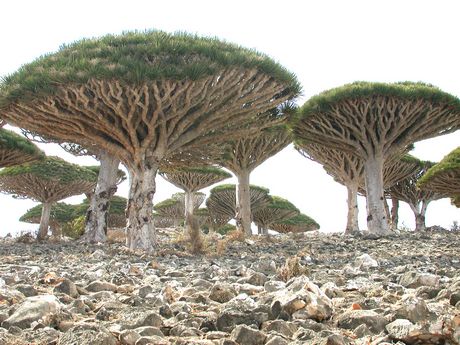 ~Incredible Trees~